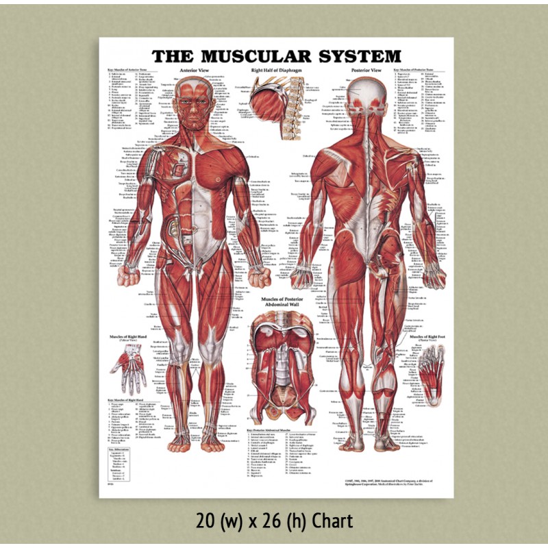 Muscular System Anatomical Chart A Visual Reference of Charts Chart